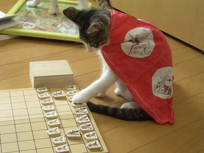 将棋を指す猫sd2.jpg